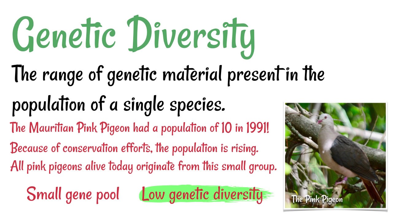 examples of biodiversity in animals